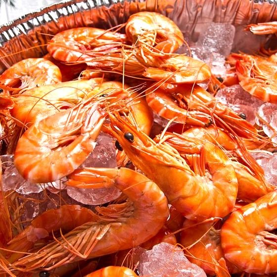 Cooked prawns on ice
